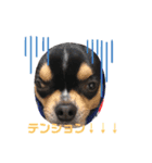 じろの日常3（個別スタンプ：20）
