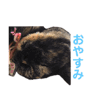 ミミ vol.1（個別スタンプ：11）