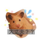 きんくま 大将君（個別スタンプ：1）
