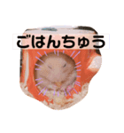 きんくま 大将君（個別スタンプ：4）