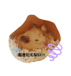 きんくま 大将君（個別スタンプ：6）