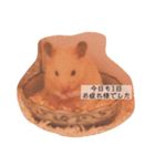 きんくま 大将君（個別スタンプ：8）