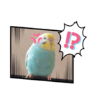 のんレン鳥（個別スタンプ：8）