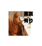 いぬねこスタンプ うに。いくら。わかめ。2（個別スタンプ：1）