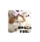 いぬねこスタンプ うに。いくら。わかめ。2（個別スタンプ：2）