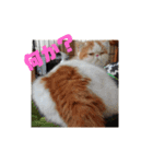 いぬねこスタンプ うに。いくら。わかめ。2（個別スタンプ：3）
