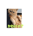 いぬねこスタンプ うに。いくら。わかめ。2（個別スタンプ：4）