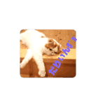 いぬねこスタンプ うに。いくら。わかめ。2（個別スタンプ：5）