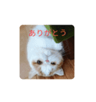 いぬねこスタンプ うに。いくら。わかめ。2（個別スタンプ：7）