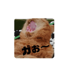 いぬねこスタンプ うに。いくら。わかめ。2（個別スタンプ：8）