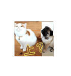 いぬねこスタンプ うに。いくら。わかめ。2（個別スタンプ：11）