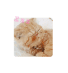 いぬねこスタンプ うに。いくら。わかめ。2（個別スタンプ：12）