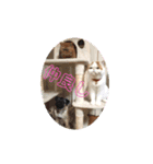 いぬねこスタンプ うに。いくら。わかめ。2（個別スタンプ：14）
