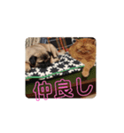 いぬねこスタンプ うに。いくら。わかめ。2（個別スタンプ：15）