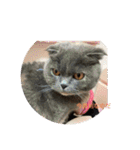 可愛い   赤ちゃん猫ダブル（個別スタンプ：11）