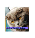 可愛い   赤ちゃん猫ダブル（個別スタンプ：17）