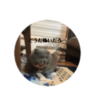 可愛い   赤ちゃん猫ダブル（個別スタンプ：20）