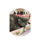 可愛い   赤ちゃん猫ダブル（個別スタンプ：21）