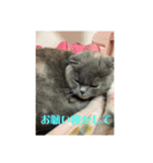 可愛い   赤ちゃん猫ダブル（個別スタンプ：22）