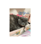可愛い   赤ちゃん猫ダブル（個別スタンプ：24）