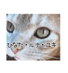 家族のアッサリ会話スタンプ（個別スタンプ：1）