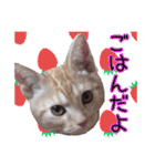 家族のアッサリ会話スタンプ（個別スタンプ：2）