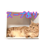 家族のアッサリ会話スタンプ（個別スタンプ：6）