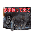 家族のアッサリ会話スタンプ（個別スタンプ：11）