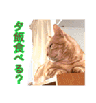 家族のアッサリ会話スタンプ（個別スタンプ：12）