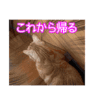 家族のアッサリ会話スタンプ（個別スタンプ：14）