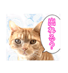 家族のアッサリ会話スタンプ（個別スタンプ：15）