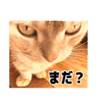 家族のアッサリ会話スタンプ（個別スタンプ：16）