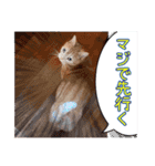 家族のアッサリ会話スタンプ（個別スタンプ：19）
