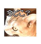 家族のアッサリ会話スタンプ（個別スタンプ：20）