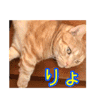 家族のアッサリ会話スタンプ（個別スタンプ：24）