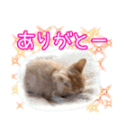 家族のアッサリ会話スタンプ（個別スタンプ：26）
