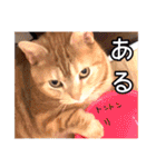 家族のアッサリ会話スタンプ（個別スタンプ：28）