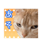家族のアッサリ会話スタンプ（個別スタンプ：29）
