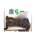 家族のアッサリ会話スタンプ（個別スタンプ：31）