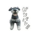 グラフです！（個別スタンプ：5）