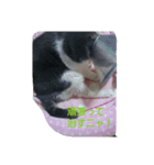 むすめねこ（個別スタンプ：2）