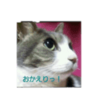 むすめねこ（個別スタンプ：3）