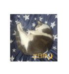 むすめねこ（個別スタンプ：4）