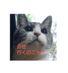 むすめねこ（個別スタンプ：5）
