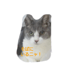 むすめねこ（個別スタンプ：6）