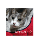 むすめねこ（個別スタンプ：7）
