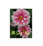 大好きなファミリーに（個別スタンプ：6）