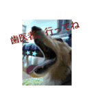大好きなファミリーに（個別スタンプ：11）