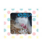 ファンシーラット4兄弟♡（個別スタンプ：3）
