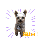 世界一可愛いいぬたち、と猫。（個別スタンプ：5）